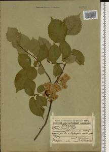 Ulmus laevis Pall., Eastern Europe, Central forest-and-steppe region (E6) (Russia)