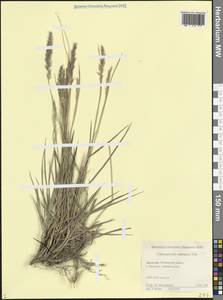Calamagrostis caucasica Trin., Caucasus, Dagestan (K2) (Russia)