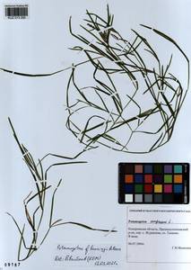 Potamogeton acutifolius Link ex Roem. & Schult., Siberia, Altai & Sayany Mountains (S2) (Russia)