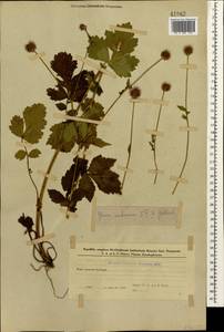 Geum urbanum L., Caucasus, Azerbaijan (K6) (Azerbaijan)