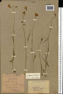 Campanula wolgensis P.A.Smirn., Eastern Europe, Eastern region (E10) (Russia)