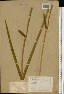 Acorus calamus L., Eastern Europe, Central forest-and-steppe region (E6) (Russia)