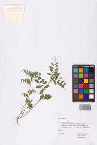 Vicia sativa L., Eastern Europe, Western region (E3) (Russia)