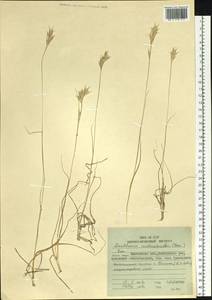 Danthonia intermedia Vasey, Siberia, Chukotka & Kamchatka (S7) (Russia)
