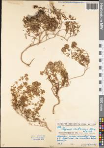 Thymus calcareus Klokov & Des.-Shost., Eastern Europe, North Ukrainian region (E11) (Ukraine)