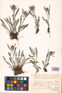 Omalotheca norvegica (Gunnerus) Sch. Bip. & F. W. Schultz, Eastern Europe, Northern region (E1) (Russia)
