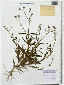 Gypsophila heteropoda Freyn & Sint., Caucasus, Armenia (K5) (Armenia)