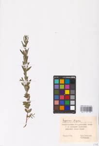 Hypericum elegans Steph. ex Willd., Eastern Europe, Lower Volga region (E9) (Russia)