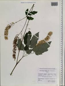 Actaea simplex (DC.) Wormsk. ex Fisch. & C. A. Mey., Siberia, Russian Far East (S6) (Russia)