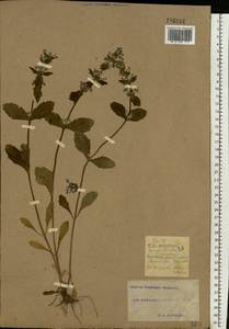 Ajuga genevensis L., Eastern Europe, South Ukrainian region (E12) (Ukraine)