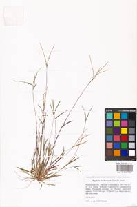 Digitaria ischaemum (Schreb.) Muhl., Eastern Europe, Moscow region (E4a) (Russia)