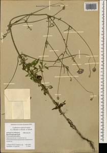 Cephalaria transsylvanica (L.) Schrad. ex Roem. & Schult., Caucasus, Black Sea Shore (from Novorossiysk to Adler) (K3) (Russia)