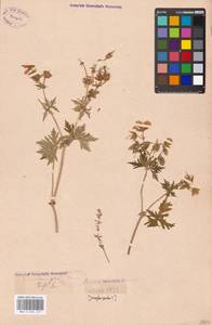 Geranium pratense L., Eastern Europe, Moscow region (E4a) (Russia)