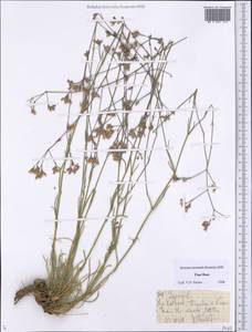 Gypsophila, Middle Asia, Northern & Central Tian Shan (M4) (Kazakhstan)