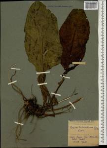 Cirsium pseudopersonata subsp. kusnezowianum (Sommier & Levier) Petr., Caucasus, Krasnodar Krai & Adygea (K1a) (Russia)
