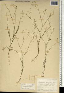 Bupleurum brachiatum C. Koch ex Boiss., South Asia, South Asia (Asia outside ex-Soviet states and Mongolia) (ASIA) (Turkey)