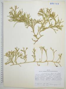 Diphasiastrum complanatum (L.) Holub, Siberia, Russian Far East (S6) (Russia)