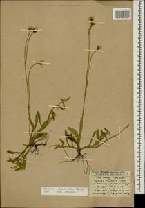 Pilosella acutifolia subsp. acutifolia, Caucasus, Stavropol Krai, Karachay-Cherkessia & Kabardino-Balkaria (K1b) (Russia)