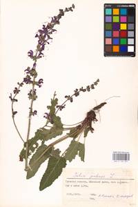 MHA 0 156 297, Salvia pratensis L., Eastern Europe, Central region (E4) (Russia)