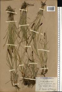 Carex melanostachya M.Bieb. ex Willd., Eastern Europe, South Ukrainian region (E12) (Ukraine)