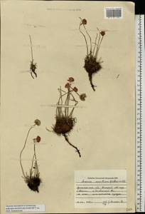 Armeria maritima (Mill.) Willd., Eastern Europe, Northern region (E1) (Russia)