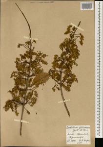 Combretum glutinosum Perr. ex DC., Africa (AFR) (Mali)