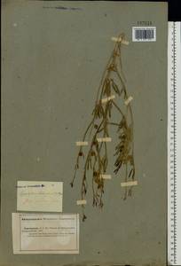 Zygophyllum fabago L., Middle Asia, Caspian Ustyurt & Northern Aralia (M8) (Kazakhstan)