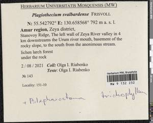 Plagiothecium svalbardense Frisvoll, Bryophytes, Bryophytes - Russian Far East (excl. Chukotka & Kamchatka) (B20) (Russia)