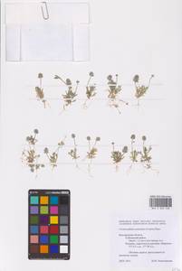 Ceratocephala orthoceras DC., Eastern Europe, Central forest-and-steppe region (E6) (Russia)