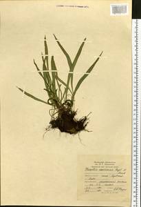 Lepisorus ussuriensis (Regel & Mack.) Ching, Siberia, Russian Far East (S6) (Russia)