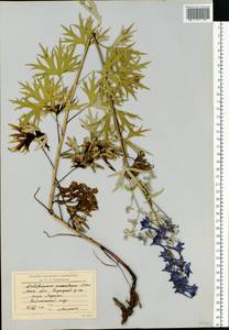 Delphinium cuneatum Stev. ex DC., Eastern Europe, Moscow region (E4a) (Russia)