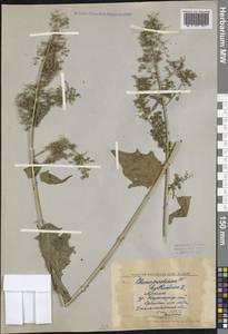 Chenopodiastrum hybridum (L.) S. Fuentes, Uotila & Borsch, Middle Asia, Western Tian Shan & Karatau (M3) (Kyrgyzstan)