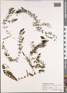 Ceratophyllum demersum L., Siberia, Yakutia (S5) (Russia)