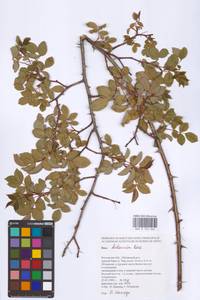 Rosa balsamica Besser, Eastern Europe, Rostov Oblast (E12a) (Russia)
