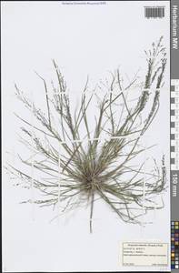 Eragrostis pilosa (L.) P.Beauv., Eastern Europe, Middle Volga region (E8) (Russia)