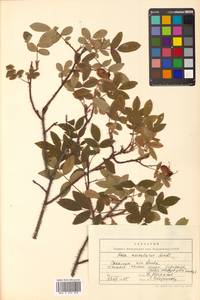 Rosa acicularis Lindl., Siberia, Russian Far East (S6) (Russia)