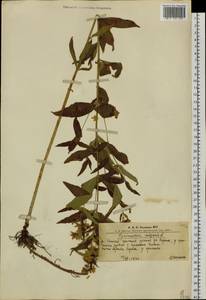 Lysimachia vulgaris L., Siberia, Altai & Sayany Mountains (S2) (Russia)