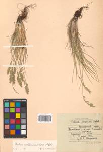 Festuca auriculata Drobow, Siberia, Russian Far East (S6) (Russia)