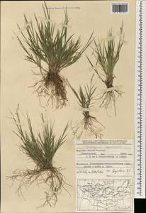 Cleistogenes squarrosa (Trin.) Keng, Mongolia (MONG) (Mongolia)