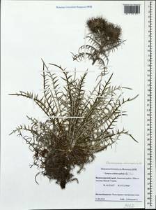Ptilostemon echinocephalus (Willd.) Greuter, Caucasus, Krasnodar Krai & Adygea (K1a) (Russia)