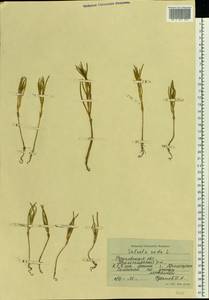 Soda inermis (Moench) Fourr., Eastern Europe, Rostov Oblast (E12a) (Russia)