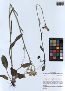 Tephroseris integrifolia (L.) Holub, Siberia, Altai & Sayany Mountains (S2) (Russia)