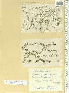 Utricularia minor L., Eastern Europe, Volga-Kama region (E7) (Russia)