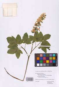 Corydalis cava (L.) Schweigg. & Körte, Eastern Europe, Central forest-and-steppe region (E6) (Russia)