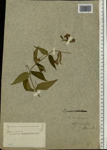 Vincetoxicum hirundinaria Medik., Eastern Europe, Moscow region (E4a) (Russia)