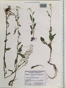 Rorippa barbareifolia (DC.) Kitag., Siberia, Central Siberia (S3) (Russia)