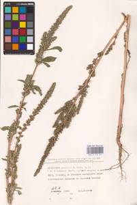 Amaranthus powellii S. Watson, Eastern Europe, North Ukrainian region (E11) (Ukraine)