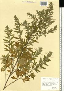 Artemisia argyi H. Lév. & Vaniot, Eastern Europe, Central forest region (E5) (Russia)