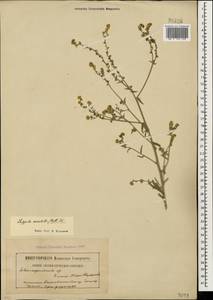Lappula barbata (M. Bieb.) Gürke, Caucasus, Armenia (K5) (Armenia)