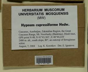 Hypnum cupressiforme Hedw., Bryophytes, Bryophytes - Transcaucasia (B13) (Azerbaijan)